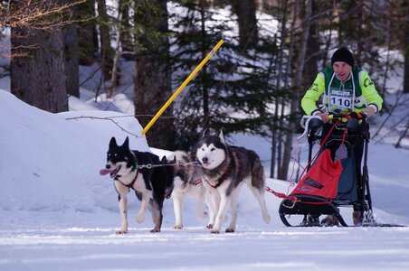 La Pesse 2015 Course de chiens de traineau ( part 2/2 ), DSC08030
