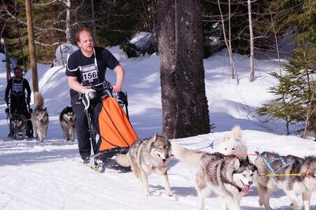 La Pesse 2015 Course de chiens de traineau ( part 2/2 ), DSC08039