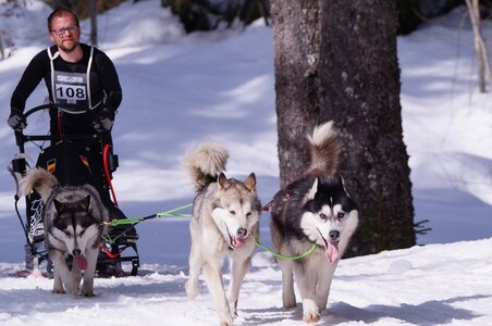 La Pesse 2015 Course de chiens de traineau ( part 2/2 ), DSC08040