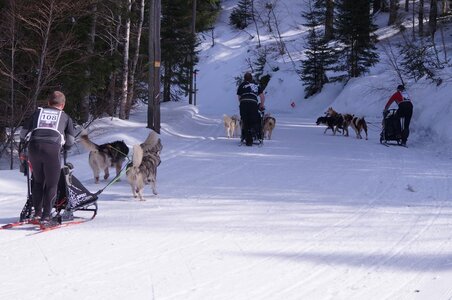 La Pesse 2015 Course de chiens de traineau ( part 2/2 ), DSC08042
