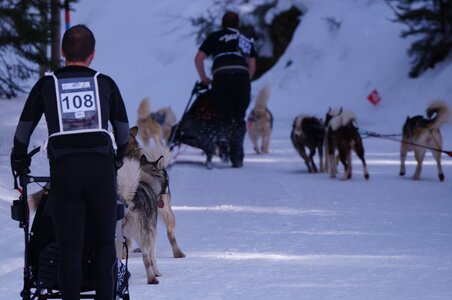 La Pesse 2015 Course de chiens de traineau ( part 2/2 ), DSC08044