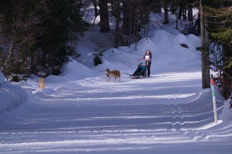 La Pesse 2015 Course de chiens de traineau ( part 2/2 ), DSC08048