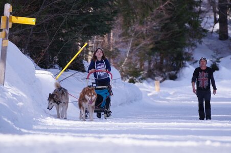 La Pesse 2015 Course de chiens de traineau ( part 2/2 ), DSC08051