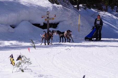La Pesse 2015 Course de chiens de traineau ( part 2/2 ), DSC08064