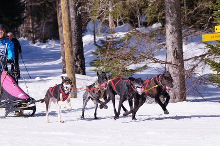 La Pesse 2015 Course de chiens de traineau ( part 2/2 ), DSC08072