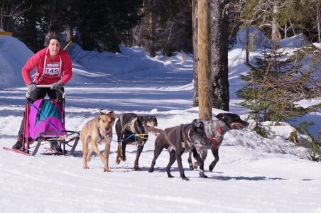 La Pesse 2015 Course de chiens de traineau ( part 2/2 ), DSC08073