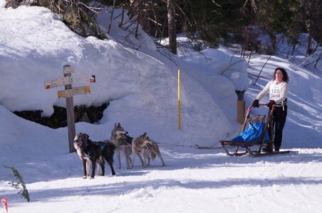 La Pesse 2015 Course de chiens de traineau ( part 2/2 ), DSC08076