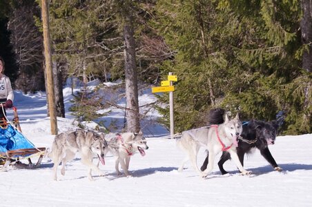 La Pesse 2015 Course de chiens de traineau ( part 2/2 ), DSC08079