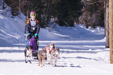 La Pesse 2015 Course de chiens de traineau ( part 2/2 ), DSC08084