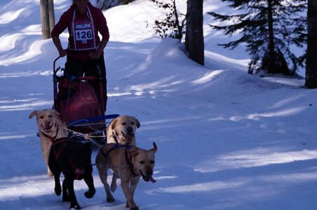 La Pesse 2015 Course de chiens de traineau ( part 2/2 ), DSC08089