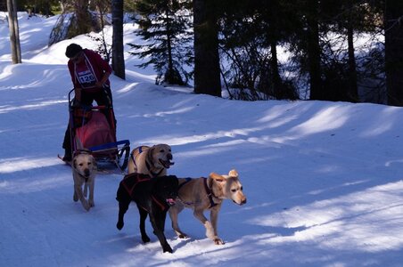 La Pesse 2015 Course de chiens de traineau ( part 2/2 ), DSC08090