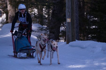 La Pesse 2015 Course de chiens de traineau ( part 2/2 ), DSC08092