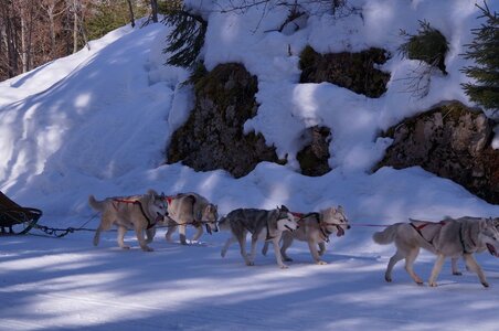 La Pesse 2015 Course de chiens de traineau ( part 2/2 ), DSC08098