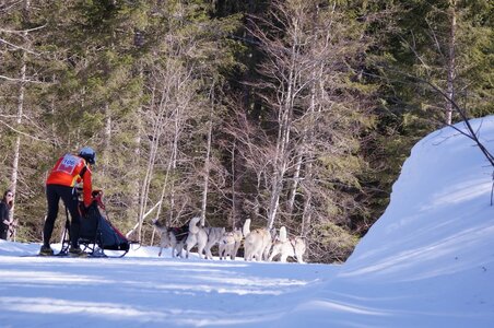 La Pesse 2015 Course de chiens de traineau ( part 2/2 ), DSC08103