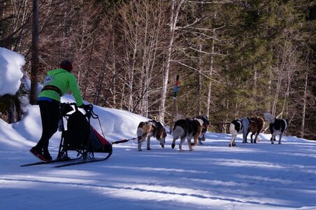 La Pesse 2015 Course de chiens de traineau ( part 2/2 ), DSC08105
