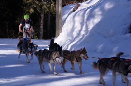 La Pesse 2015 Course de chiens de traineau ( part 2/2 ), DSC08107