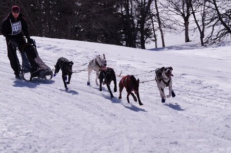 La Pesse 2015 Course de chiens de traineau ( part 2/2 ), DSC08114