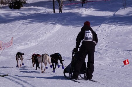 La Pesse 2015 Course de chiens de traineau ( part 2/2 ), DSC08115