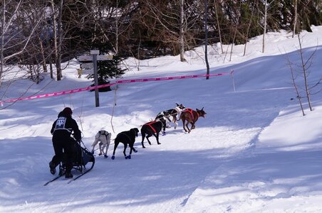 La Pesse 2015 Course de chiens de traineau ( part 2/2 ), DSC08116