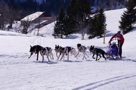 La Pesse 2015 Course de chiens de traineau ( part 2/2 ), DSC08117