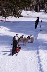 La Pesse 2015 Course de chiens de traineau ( part 2/2 ), DSC08120