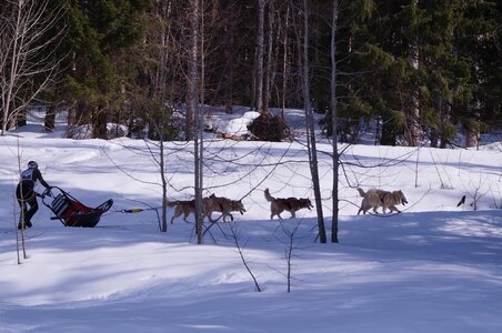 La Pesse 2015 Course de chiens de traineau ( part 2/2 ), DSC08123