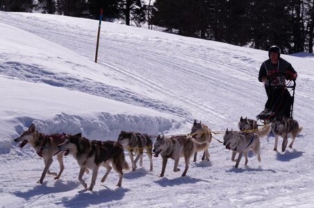 La Pesse 2015 Course de chiens de traineau ( part 2/2 ), DSC08133