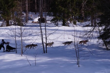 La Pesse 2015 Course de chiens de traineau ( part 2/2 ), DSC08136