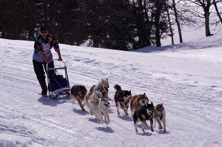 La Pesse 2015 Course de chiens de traineau ( part 2/2 ), DSC08138