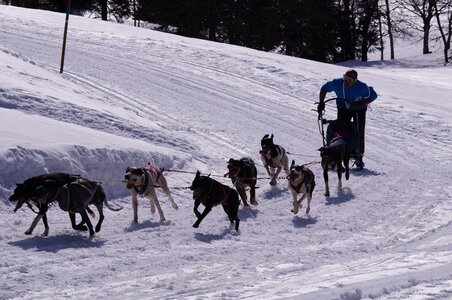 La Pesse 2015 Course de chiens de traineau ( part 2/2 ), DSC08141