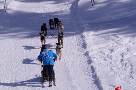 La Pesse 2015 Course de chiens de traineau ( part 2/2 ), DSC08143