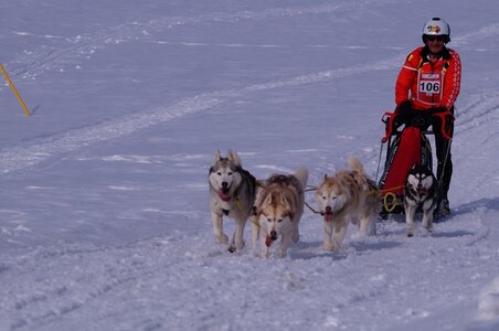 La Pesse 2015 Course de chiens de traineau ( part 2/2 ), DSC08166