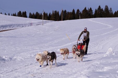 La Pesse 2015 Course de chiens de traineau ( part 2/2 ), DSC08170