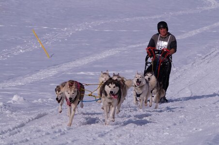 La Pesse 2015 Course de chiens de traineau ( part 2/2 ), DSC08171