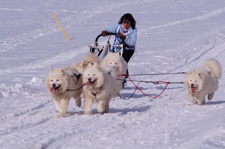 La Pesse 2015 Course de chiens de traineau ( part 2/2 ), DSC08172