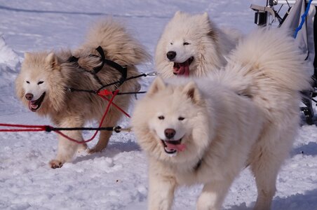 La Pesse 2015 Course de chiens de traineau ( part 2/2 ), DSC08173