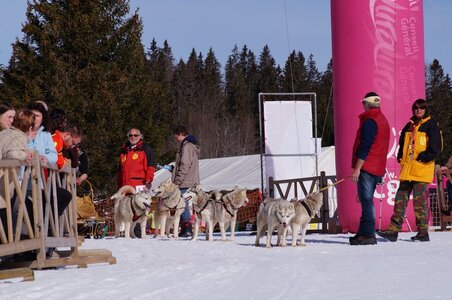 La Pesse 2015 Course de chiens de traineau ( part 2/2 ), DSC08192