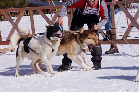 La Pesse 2015 Course de chiens de traineau ( part 2/2 ), DSC08198