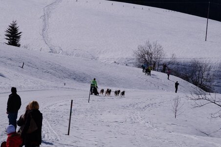 La Pesse 2015 Course de chiens de traineau ( part 2/2 ), DSC08201
