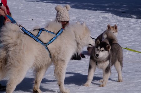 La Pesse 2015 Course de chiens de traineau ( part 2/2 ), DSC08234