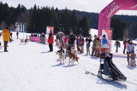 La Pesse 2015 Course de chiens de traineau ( part 2/2 ), DSC08239