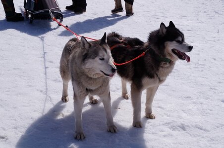 La Pesse 2015 Course de chiens de traineau ( part 2/2 ), DSC08240