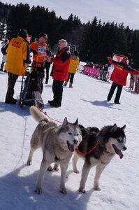 La Pesse 2015 Course de chiens de traineau ( part 2/2 ), DSC08241