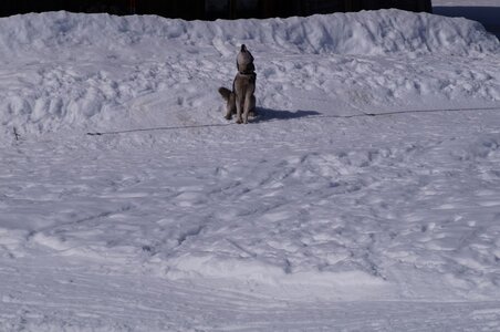 La Pesse 2015 Course de chiens de traineau ( part 2/2 ), DSC08245