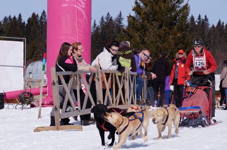 La Pesse 2015 Course de chiens de traineau ( part 2/2 ), DSC08250
