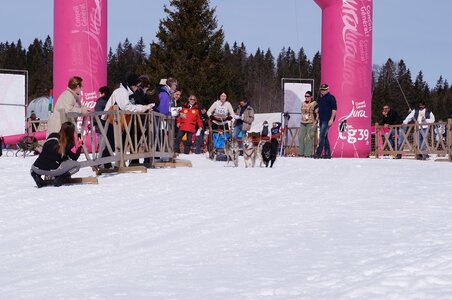 La Pesse 2015 Course de chiens de traineau ( part 2/2 ), DSC08253