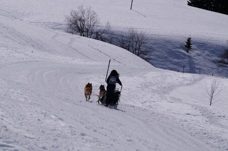 La Pesse 2015 Course de chiens de traineau ( part 2/2 ), DSC08282