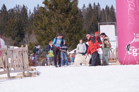 La Pesse 2015 Course de chiens de traineau ( part 2/2 ), DSC08293