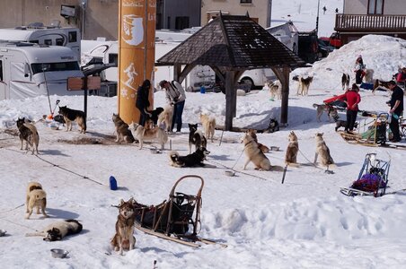 La Pesse 2015 Course de chiens de traineau ( part 2/2 ), DSC08304