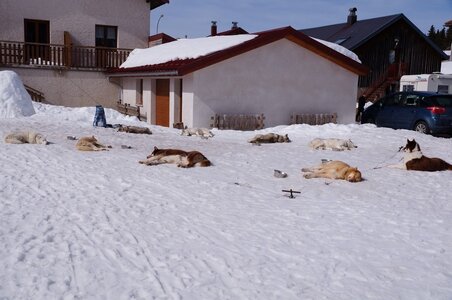 La Pesse 2015 Course de chiens de traineau ( part 2/2 ), DSC08314